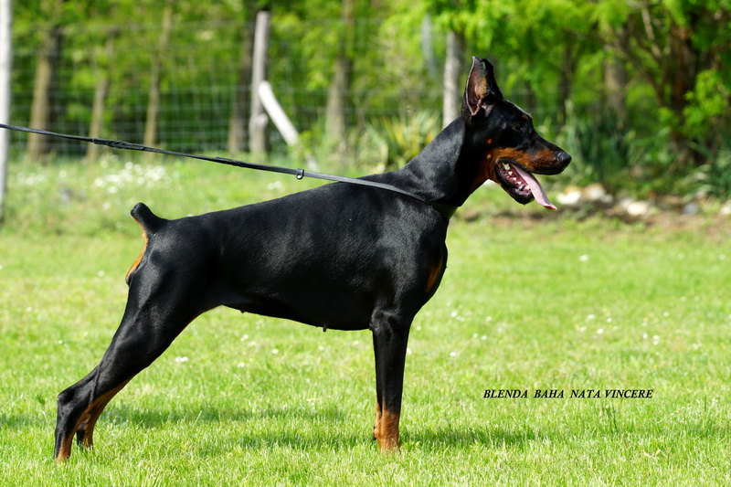 Blend Baxa Nata Vincere | Black Doberman Pinscher