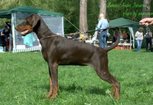 Aeneus Aedes Zhuturna | Brown Doberman Pinscher