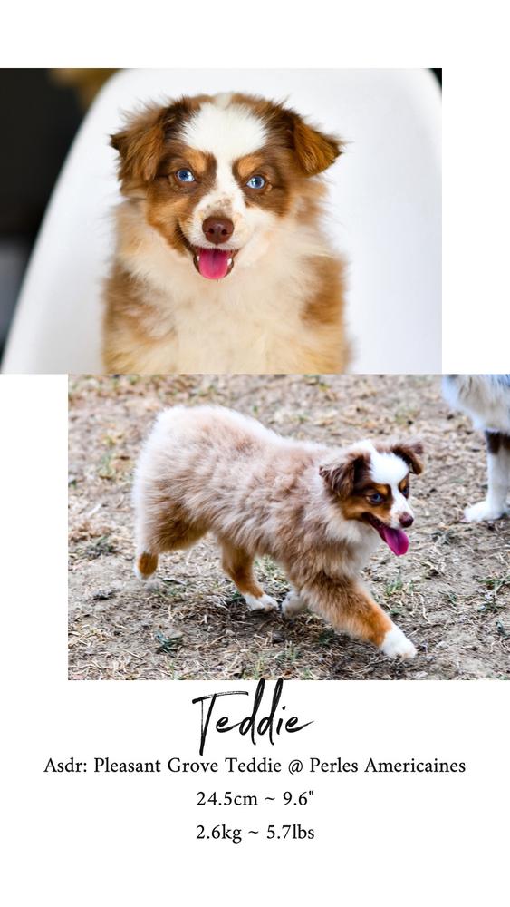 Pleasant Grove Teddie @ Perles Americaines | Australian Shepherd 