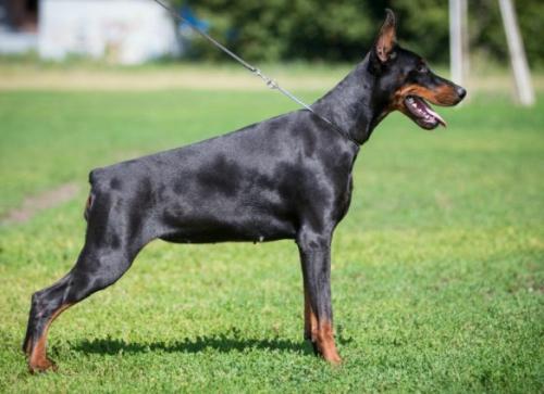 Aeneus Aedes Genetrix | Black Doberman Pinscher