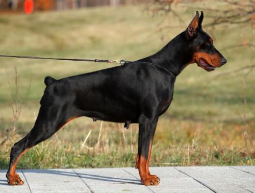Kalina v. Frankenburg | Black Doberman Pinscher