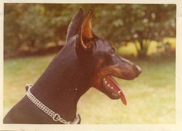 Boschka v. Kloster-Kamp | Black Doberman Pinscher