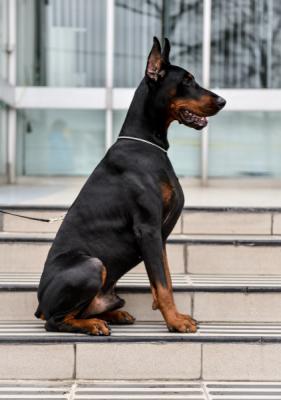 Smart Wood Hills Prado Buch | Black Doberman Pinscher