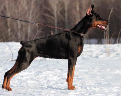 Exboniger Sabina Senta | Black Doberman Pinscher