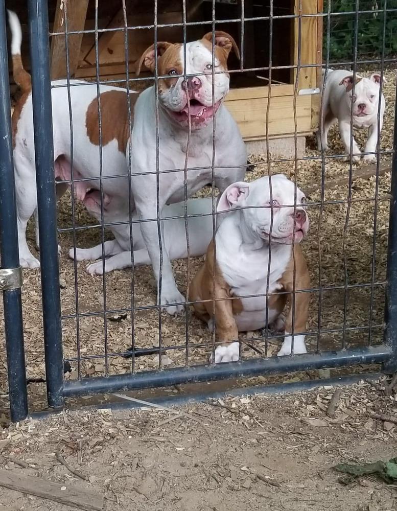 Big momma | American Bulldog 