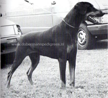 Damocles No. One Son | Black Doberman Pinscher