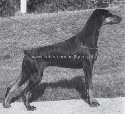 Vidal's String of Pearls | Black Doberman Pinscher