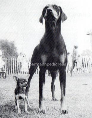 Findjans Erata | Black Doberman Pinscher