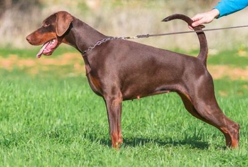 Carmel Avra (BEK) | Brown Doberman Pinscher