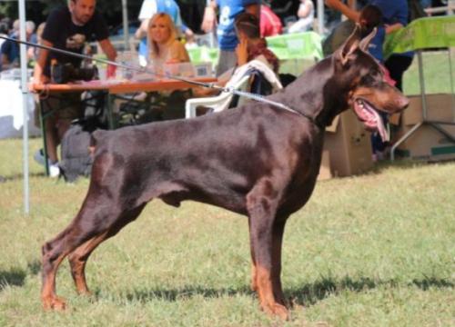 Quint di Caresi | Brown Doberman Pinscher