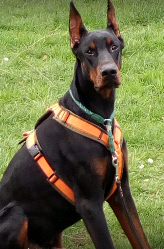 Fort Bellators Terrax / Hektor | Black Doberman Pinscher