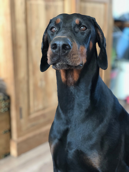 Fort Bellators Teya Phoebe | Black Doberman Pinscher