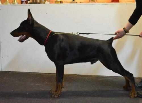 Teraline Grossmaster | Black Doberman Pinscher