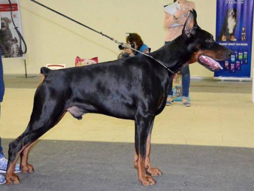 Teraline Tokai | Black Doberman Pinscher