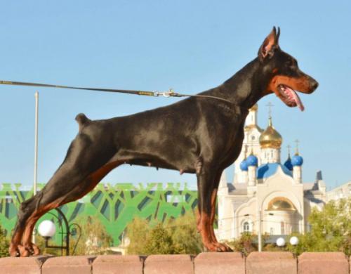 Teraline Vendetta | Black Doberman Pinscher