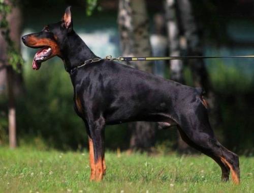 Graphic Line Reference Point | Black Doberman Pinscher