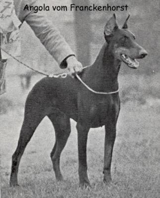 Angola v. Franckenhorst | Black Doberman Pinscher