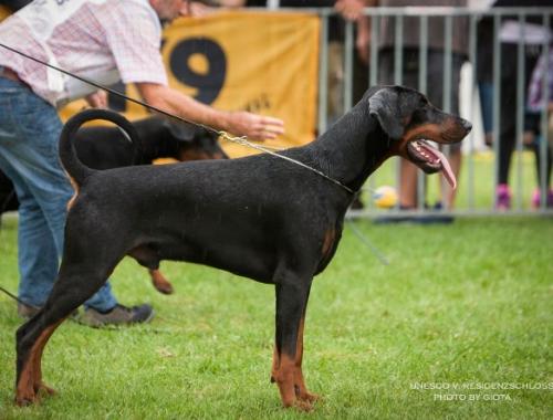 Unesco v. Residenzschloss | Black Doberman Pinscher