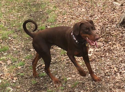 Tira Vento Zambia | Brown Doberman Pinscher