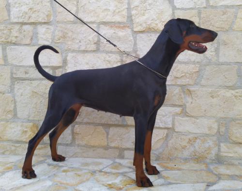 Zorina Les Deux Peupliers | Black Doberman Pinscher