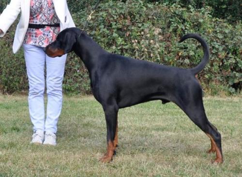 Otago The One and Only | Black Doberman Pinscher