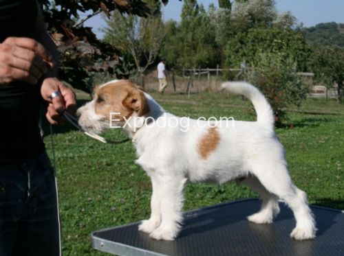 Hug Harry Bohemia Point | Jack Russell Terrier 