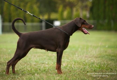 Quara Quenda di Prisconte | Brown Doberman Pinscher