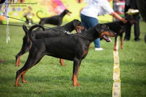 Dobergaarden Forever Karas | Black Doberman Pinscher