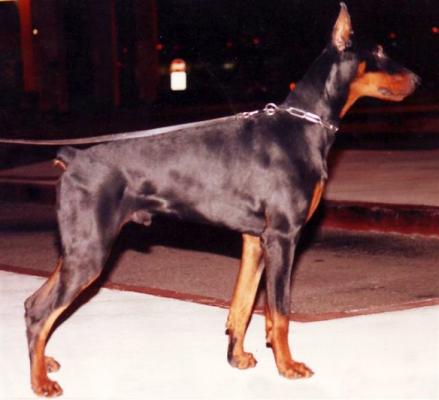 Claus v. Norden Stamm | Black Doberman Pinscher