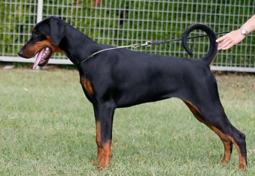 Eria Pro Fanagoria | Black Doberman Pinscher