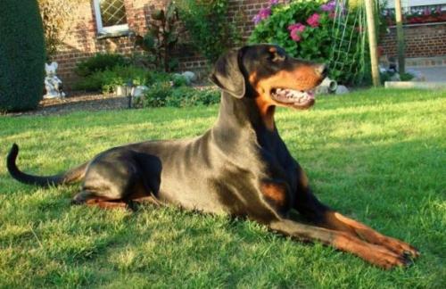 Ganesha v.d. Donauhoeve | Black Doberman Pinscher