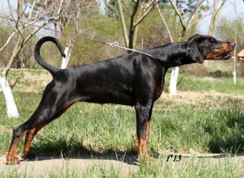 Gwenvivar de Badea Gheo | Black Doberman Pinscher