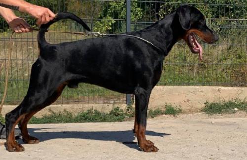 Infinity Amoris Diesel | Black Doberman Pinscher