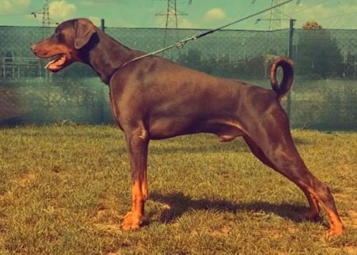 Infinity Amoris Zoroaster | Brown Doberman Pinscher