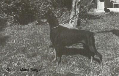 Gunthersforst Burga | Black Doberman Pinscher