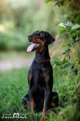 Cenia La Diavolo Buono | Black Doberman Pinscher