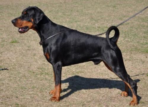 Sant Kreal Argento | Black Doberman Pinscher