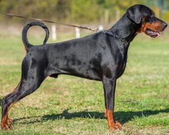 Ares Etruscan Prince (LO1824779) | Black Doberman Pinscher