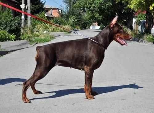 Don Kagjust Uniko Vega Siciliya | Brown Doberman Pinscher