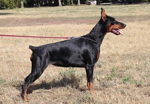 Don Kagjust Magnoliya | Black Doberman Pinscher