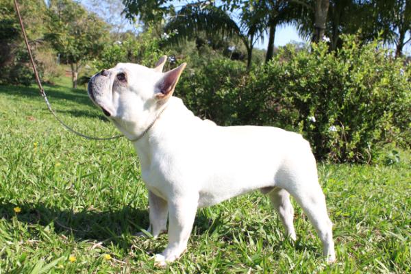 Lord white bf richie hawtin | French Bulldog 