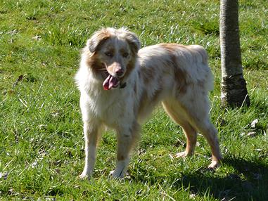 Rim Fire's Spring Rain of Shyrox | Australian Shepherd 