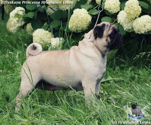 ELFIYSKAYA PRINCESSA HRUSTALNYI LOTOS | Pug 