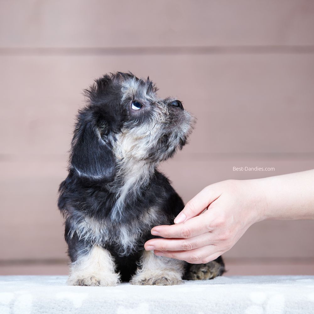 Sunny Magic Brook Light | Dandie Dinmont Terrier 