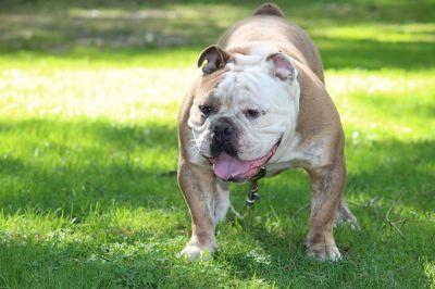 BDB’s Big Hoss | Olde English Bulldogge 