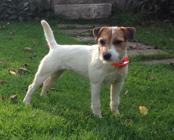 Claremorris Ayre | Parson Russell Terrier 