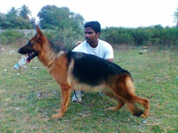 Arckinova's Quina | German Shepherd Dog 