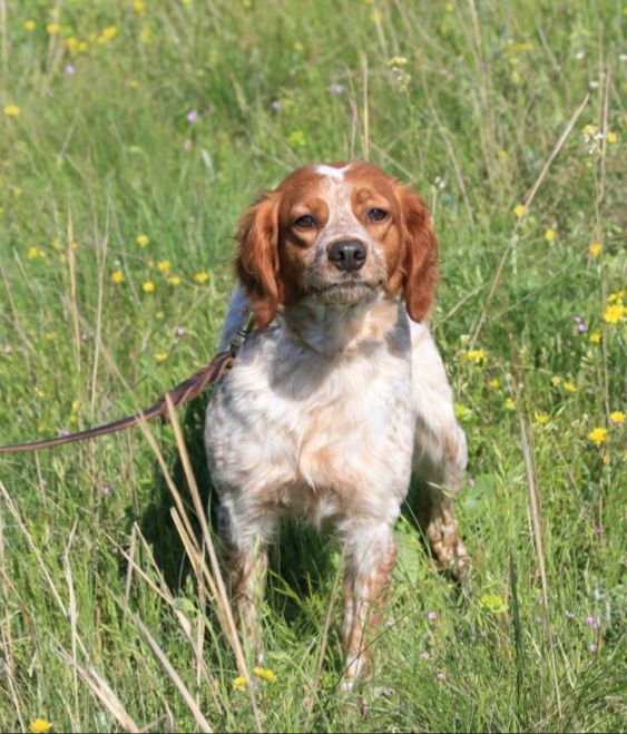 Polya Rossii ASMANI | Brittany 