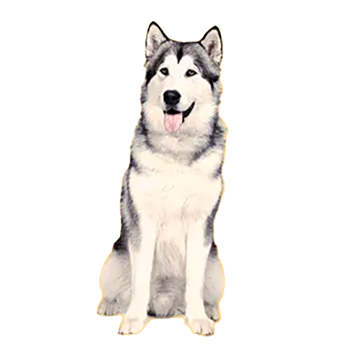 Alaskan Malamute