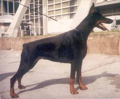 Chendra Novalis | Black Doberman Pinscher